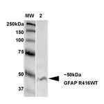 GFAP Antibody in Western Blot (WB)