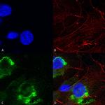 GFAP Antibody in Immunocytochemistry (ICC/IF)