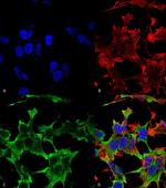 PTPRF Monoclonal Antibody (N165/38), PE