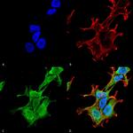 PINK1 Monoclonal Antibody (N4/15), FITC