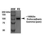 Protocadherin Gamma Antibody in Western Blot (WB)