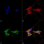 MFN2 Antibody in Immunocytochemistry (ICC/IF)