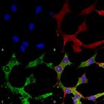 GABRA4 Antibody in Immunocytochemistry (ICC/IF)