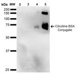 Citrulline Antibody in Western Blot (WB)