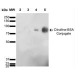 Citrulline Antibody in Western Blot (WB)