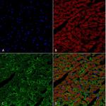 Hexanoyl-Lysine adduct Antibody in Immunohistochemistry (Paraffin) (IHC (P))