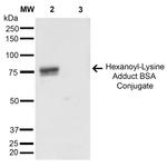 Hexanoyl-Lysine adduct Antibody in Western Blot (WB)