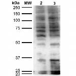 Hexanoyl-Lysine adduct Antibody in Western Blot (WB)