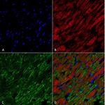 Hexanoyl-Lysine adduct Antibody in Immunohistochemistry (Paraffin) (IHC (P))