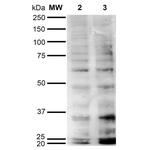Hexanoyl-Lysine adduct Antibody in Western Blot (WB)
