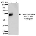 Hexanoyl-Lysine adduct Antibody in Western Blot (WB)