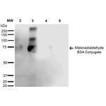 Malondialdehyde Antibody in Western Blot (WB)