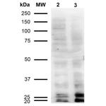 Malondialdehyde Antibody in Western Blot (WB)