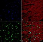 Methylglyoxal Antibody in Immunohistochemistry (Paraffin) (IHC (P))