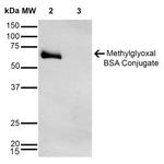 Methylglyoxal Antibody in Western Blot (WB)
