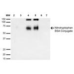 Nitrotryptophan Antibody in Western Blot (WB)