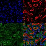 Sulfotyrosine Antibody in Immunohistochemistry (Paraffin) (IHC (P))