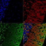 alpha Synuclein Antibody in Immunohistochemistry (Paraffin) (IHC (P))