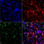 alpha Synuclein Monoclonal Antibody (4F1), FITC