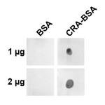 Crotonaldehyde Monoclonal Antibody (2A8.1), PerCP