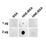 4-Hydroxy-2-hexenal Monoclonal Antibody (5C11.1), PE