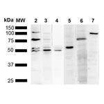 KDEL Monoclonal Antibody (2D6), PerCP