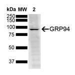 GRP94 Antibody in Western Blot (WB)