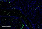c-Fos Antibody in Immunohistochemistry (IHC)