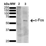 c-Fos Antibody in Western Blot (WB)