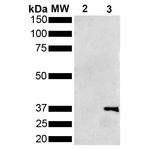 Metallothionein Monoclonal Antibody (1F5), FITC