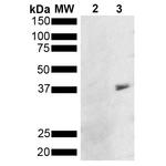 Metallothionein Monoclonal Antibody (8D8), PerCP