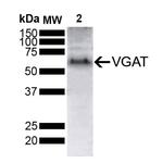 VGAT Antibody in Western Blot (WB)