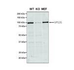 VPS35 Monoclonal Antibody (7E4), PerCP