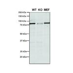 VPS35 Antibody in Western Blot (WB)