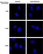 VPS35 Monoclonal Antibody (8A3), FITC