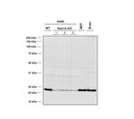 RAB1A Monoclonal Antibody (7H4), FITC