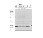 RAB1A Monoclonal Antibody (4G10), APC
