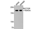RICTOR Antibody in Western Blot (WB)