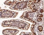DEPDC6 Antibody in Immunohistochemistry (Paraffin) (IHC (P))