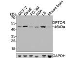 DEPDC6 Antibody in Western Blot (WB)