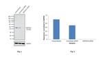 DEPDC6 Antibody in Western Blot (WB)