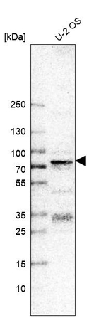 TFE3 Antibody in Western Blot (WB)