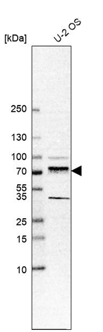 TFE3 Antibody in Western Blot (WB)
