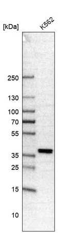 FOXL2 Antibody in Western Blot (WB)