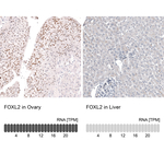 FOXL2 Monoclonal Antibody (CL12762)