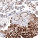 CD146 Antibody in Immunohistochemistry (Paraffin) (IHC (P))