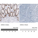 CDX2 Antibody in Immunohistochemistry (Paraffin) (IHC (P))