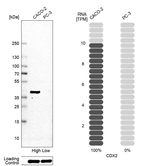 CDX2 Antibody in Western Blot (WB)