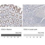 CDX2 Antibody in Immunohistochemistry (Paraffin) (IHC (P))