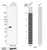 CDX2 Antibody in Western Blot (WB)